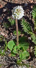 Micranthes rhomboidea