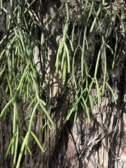 Rhipsalis teres