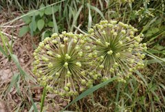Allium rotundum