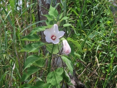 Hibiscus lasiocarpos