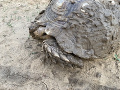 Centrochelys sulcata