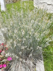 Festuca glauca