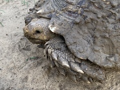 Centrochelys sulcata