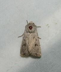 Agrotis vetusta