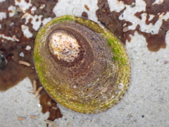 Lottia paradigitalis