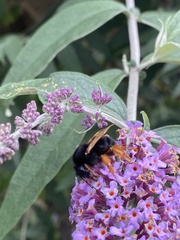 Bombus