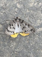 Lemyra imparilis