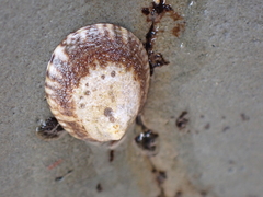 Lottia paradigitalis