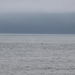 photo of Humpback Whale (Megaptera novaeangliae)