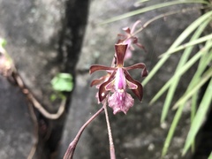 Encyclia acapulcensis