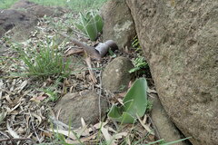 Haemanthus humilis