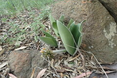 Haemanthus humilis