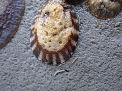 Lottia paradigitalis