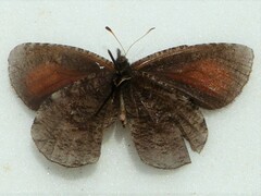 Erebia discoidalis