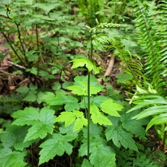 Actaea elata