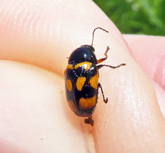 Cryptocephalus anticus