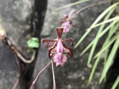 Encyclia acapulcensis