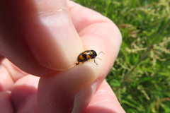 Cryptocephalus anticus