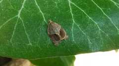 Clepsis dumicolana