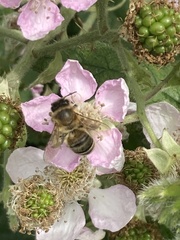 Apis mellifera