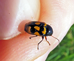 Cryptocephalus anticus