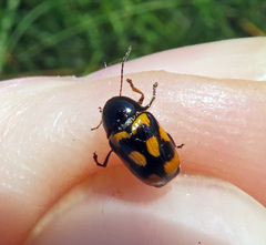 Cryptocephalus anticus