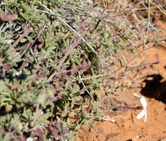 Jamesbrittenia incisa