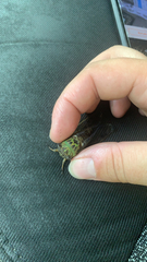 Neotibicen pruinosus