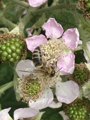 Apis mellifera