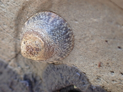 Lottia paradigitalis