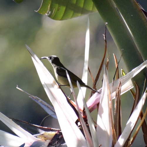 Grey Sunbird (Cyanomitra veroxii), photo 7