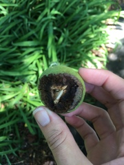Juglans nigra