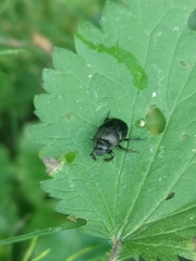 Onthophagus verticicornis