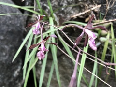 Encyclia acapulcensis