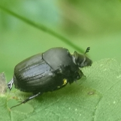 Onthophagus verticicornis