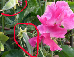 Lathyrus