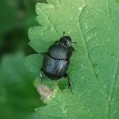 Onthophagus verticicornis