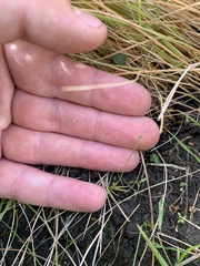 Eriocaulon koernickianum