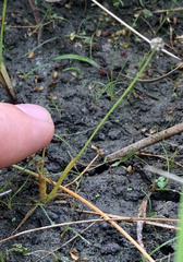 Eriocaulon koernickianum