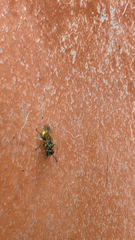 Brachygastra mellifica