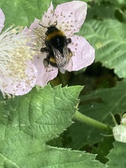 Bombus terrestris