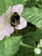 Bombus terrestris
