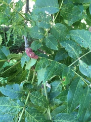 Juglans nigra