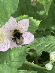 Bombus terrestris