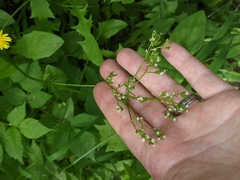 Valeriana occidentalis