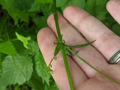 Valeriana occidentalis