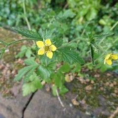 Geum urbanum
