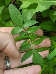 Valeriana occidentalis