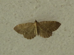 Philereme vetulata