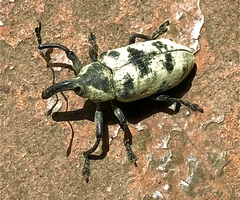 Ileomus distinguendus